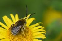 Tetralonia alticincta