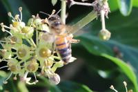 Apis mellifera