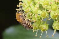 Colletes hederae