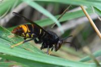 Vespa velutina
