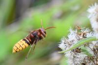 Vespa crabro