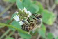 Apis mellifera