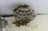 Polistes dominula