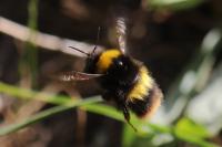 Bombus pratorum