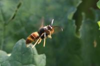 Vespa velutina