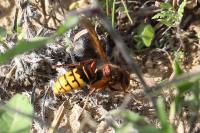 Vespa crabro