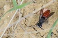 Sphecodes albilabris