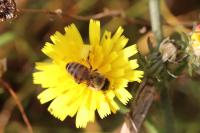 Apis mellifera