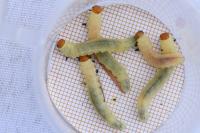 Diprion pini