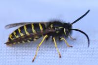 Vespula vulgaris