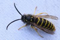 Vespula vulgaris