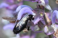 Xylocopa violacea