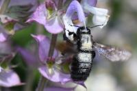 Xylocopa violacea