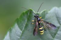 Excavarus apiarius