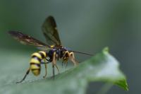 Excavarus apiarius