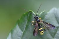 Excavarus apiarius