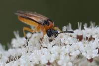 Athalia rosae