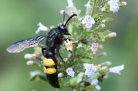 Scolia hirta