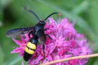 Scolia hirta