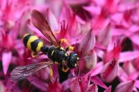Cerceris rybyensis