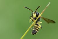 Cerceris quadricincta