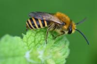 Colletes hederae
