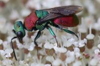 Hedychrum nobile