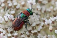 Hedychrum nobile