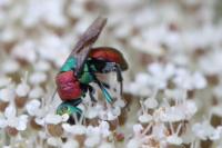 Hedychrum nobile