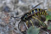 Vespula vulgaris