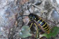 Vespula vulgaris