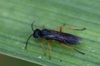 Tenthredo rubricoxis