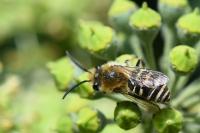Colletes hederae