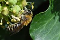 Colletes hederae