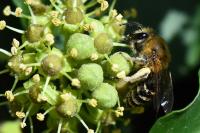 Colletes hederae