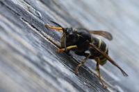 Dolichovespula media