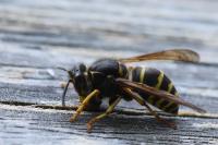 Dolichovespula media