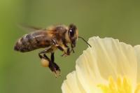 Apis mellifera