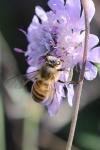 Apis mellifera