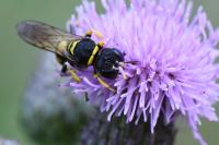 Ectemnius lituratus