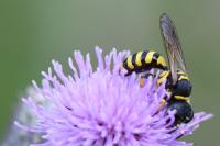 Ectemnius lituratus