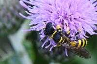 Ectemnius lituratus
