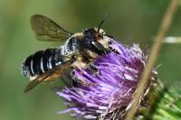 Lithurgus cornutus