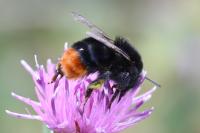 Bombus lapidarius