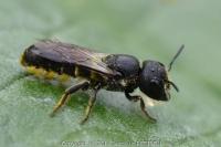 Heriades truncorum