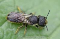 Heriades truncorum