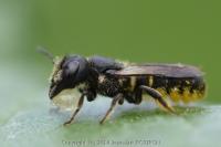 Heriades truncorum