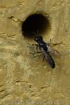 Crossocerus annulipes