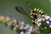 Cerceris quadricincta