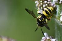Cerceris quadricincta